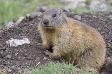 Doğal ortamda Alp Dağ sıçanı. Dolomites. İtalya.