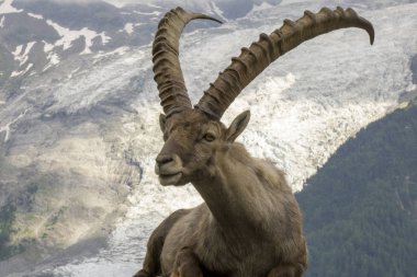Güzel Alp dağ keçisi (Capra Ibex) Mont arka plan üzerinde