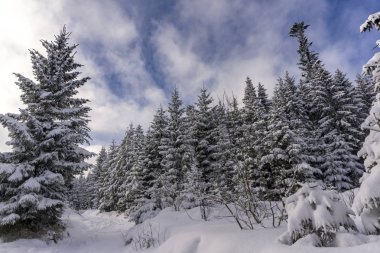 Kış orman içinde yüksek Tatra Dağları. Polonya.