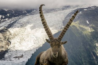 Mont Blanc mas bir buzul arka plan üzerinde Alp dağ keçisi