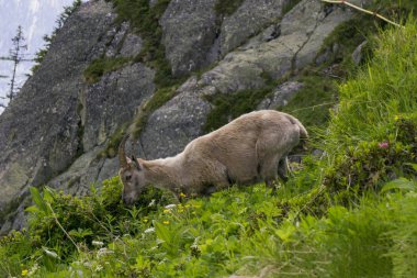 Doğal bir ortamda Alp dağ keçisi. Fransız Alps.