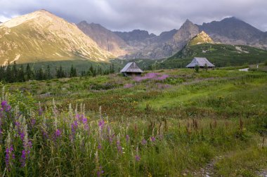 Gasienicowa vadi yaz manzarası. Tatra Dağları. Polonya.