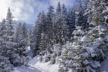 Yüksek Tatra Dağları 'ndaki kış ormanı. 