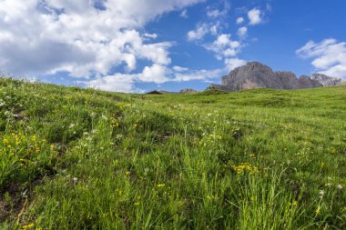 Seceda'nın arka planında güzel çiçekler. Odle Dağı
