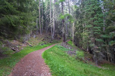 Dolomitler 'in içindeki ormanın içinden bir patika. Val Gardena. 
