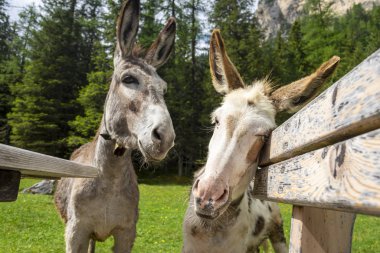 Val Contrin 'deki eşekler. Dolomitler. İtalya.