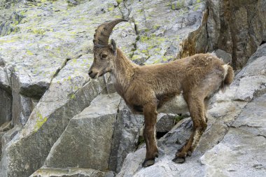 Ibex doğal ortamda. Alpler.
