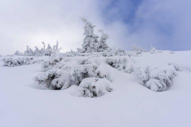 Derin karda donmuş ağaçlar. Tatra Dağları.