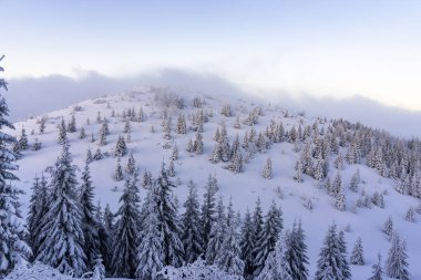 Derin karda donmuş ağaçlar. Tatra Dağları.