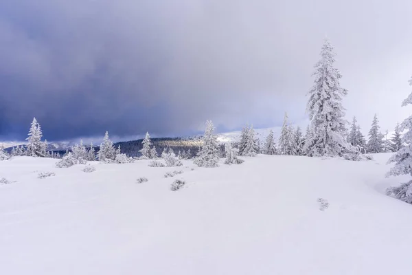 Заморожені Дерева Взимку Гори Татра — стокове фото