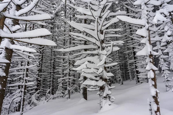 Frozen Trees Deep Snow Tatra Mountains — Stock Photo, Image