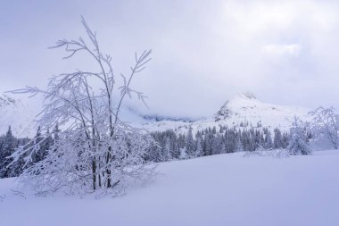 Gasienicowa Vadisi 'nde kış öğleden sonra. Tatra Dağları.