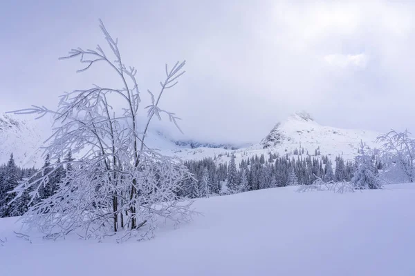 Gasienicowa Vadisi 'nde kış öğleden sonra. Tatra Dağları.
