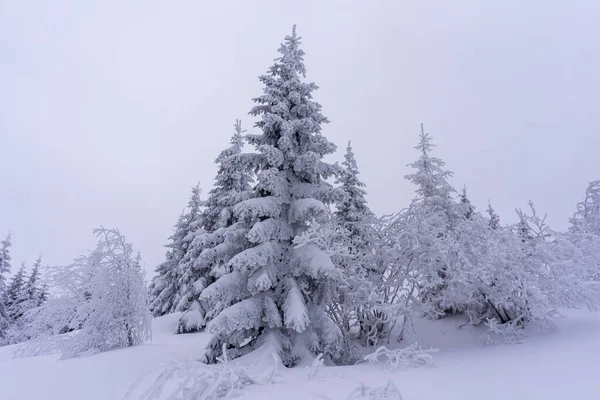 Замороженные Деревья Глубоком Снегу Татранские Горы — стоковое фото
