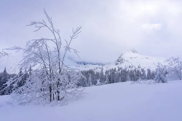 Tarde Invierno Valle Gasienicowa Montañas Tatra Fotos De Stock
