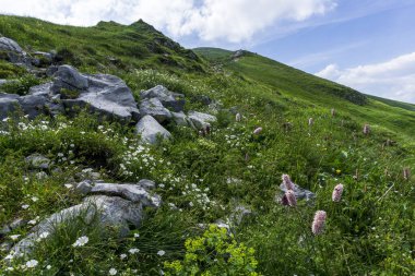 Haziran 'da dağ yollarındaki çiçekler. Czerwone Wierchy bölgesi. Tatry..