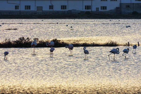 Flamingos at sunset in the salt marshes of Carloforte, San Pietr