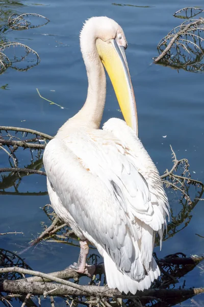 Pelican gets sun bath closer the river — Stock Photo, Image