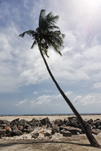 Palmera de coco en isla tropical —  Fotos de Stock