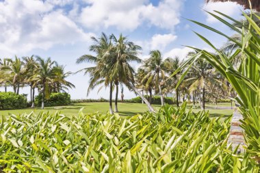 Hainan Adası - Çin Hindistan cevizi ağaçları yemyeşil tropikal bahçe