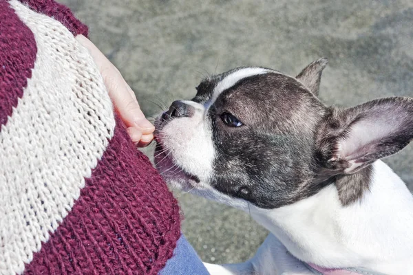 Puppy French bulldog pet looks and sniffs his friend s hand