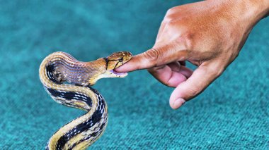 Yılan coelognathus balıktır bir parmak seçici Focu ısırmak