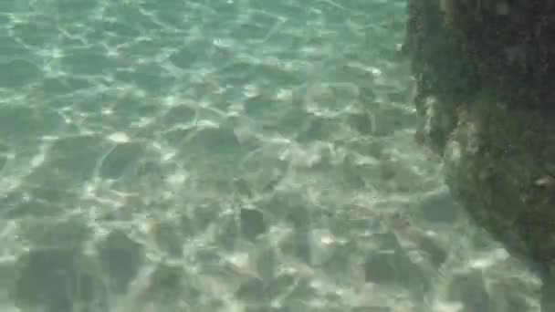 결정적 바다에서 헤엄치는 오징어와 속에서 반사되는 사이에서 모래를 오징어를 관찰하는 — 비디오