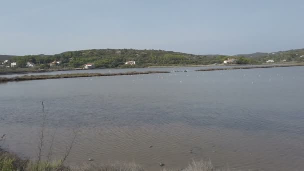 在意大利撒丁岛 许多海鸥和鸟类在咸水中觅食并飞翔 俯瞰着卡洛福特岛以前的盐沼 — 图库视频影像