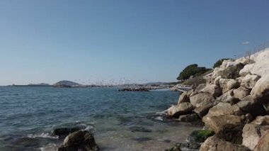 Uçan martıların çoğu kayalıkların yakınındaki Formia limanında gruplar halinde uçar ve beslenir.