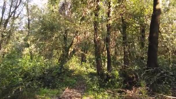 Pov Caminhadas Floresta Profunda Com Vegetação Exuberante Atmosfera Relaxante — Vídeo de Stock