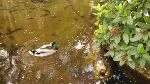 Schöne smaragdgrüne und weiße männliche Stockente schwimmt und ruht in einem Teichwasser. Tierwelt in 4k Vogelbeobachtungsvideo