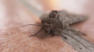 Makro, kelebeğin yüzünün 4k 'lık kısmında Mamestra brascae' ye ayrıca gece kuşu ve doymak bilmez lepidoptera da derdi. Genellikle tarıma zararlıdır.