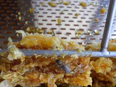 Bal ve bal peteği bu fotoğraf gösterir