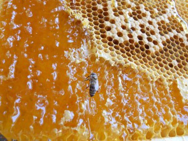 Bal ve bal peteği bu fotoğraf gösterir