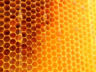 Bal ve bal peteği bu fotoğraf gösterir