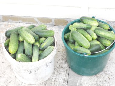 Bu fotoğrafı bir sebze salatalık gösterir.