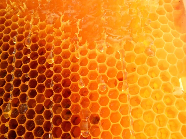 この写真は 蜂蜜と蜂の巣を示しています — ストック写真