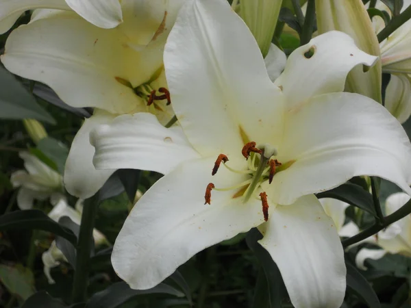 Deze Foto Toont Bloemen — Stockfoto