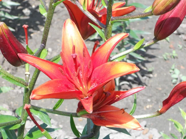 Esta Fotografia Mostra Flores — Fotografia de Stock