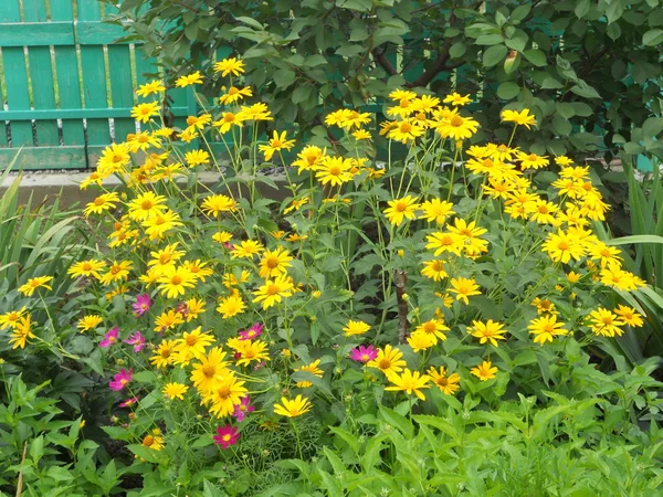 Dieses Foto Zeigt Die Blumen — Stockfoto