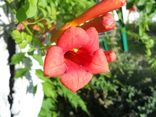 Esta Fotografía Muestra Flor — Foto de Stock