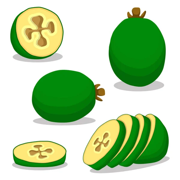 Green fruit feijoa — стоковый вектор