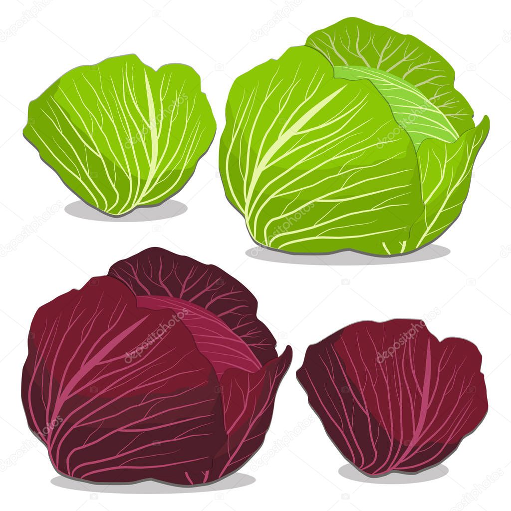 ripe vegetable red cabbage