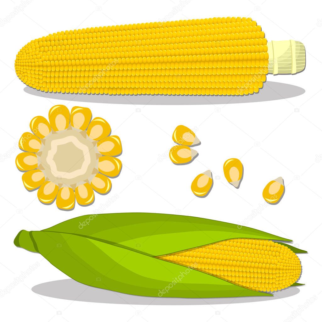 Vector illustration logo for whole ripe vegetable yellow corn