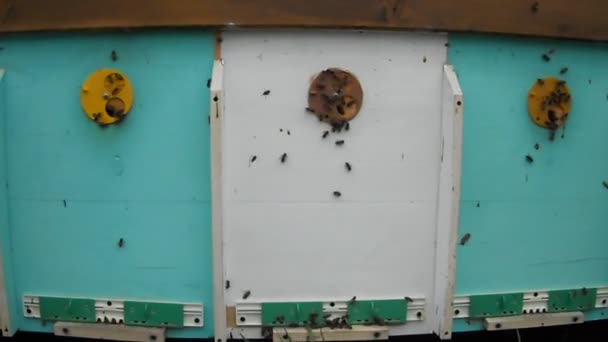 Honungsnektar — Stockvideo
