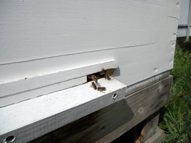 Fotoğraf gösterileri: arı kovanı, tatlım nektar, kovan, oğul arı, petek balmumu, özel arı kovanı, yabani hayvanlar ve bitkiler, hayvanlar arı, kanatları, balmumu. Beeswaxes, arı kovanı ballar petek. Balmumu arı kovanı evi apiarists oluşur.