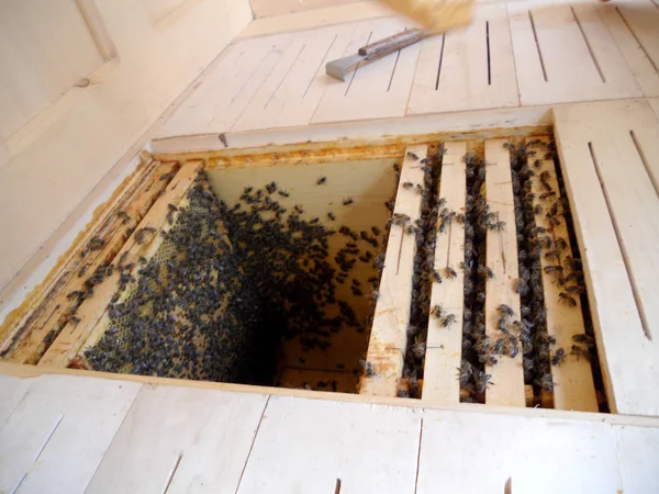 Bijenkorf honing voor beeswaxes — Stockfoto