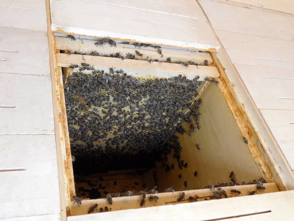 Las abejas y la miel —  Fotos de Stock