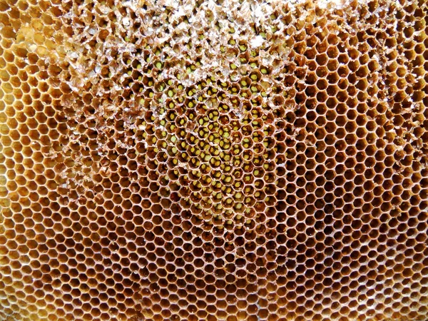 蜂と蜂蜜 — ストック写真