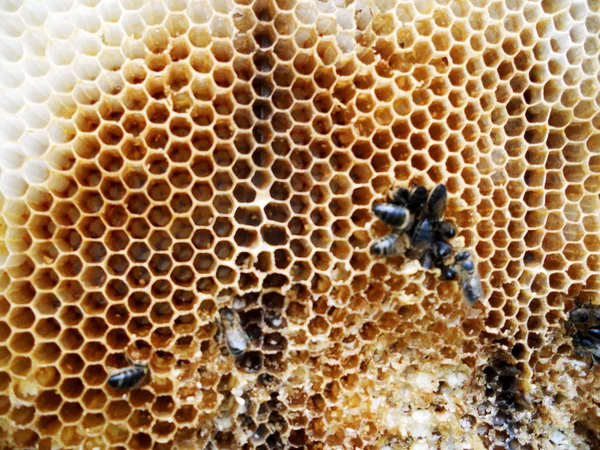 As abelhas e o mel — Fotografia de Stock